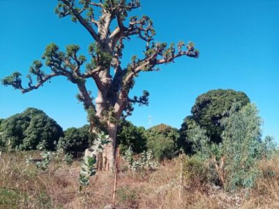 Nguerigne terrain 900m