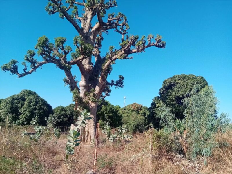 Nguerigne terrain 900m